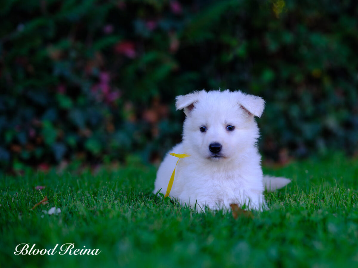 meilleur elevage berger blanc suisse du monde