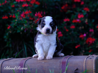 meilleur elevage berger americain